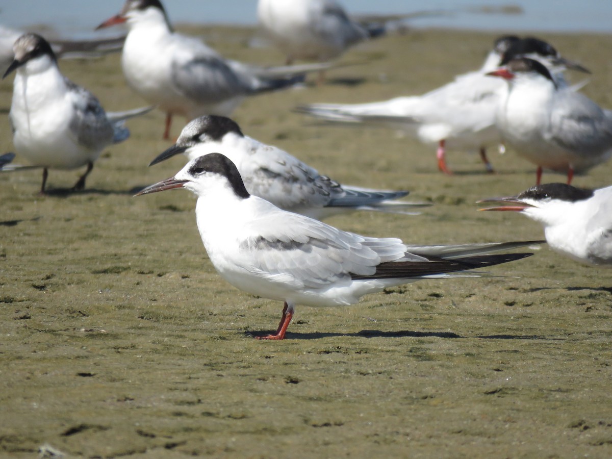 Common Tern - ML645399833