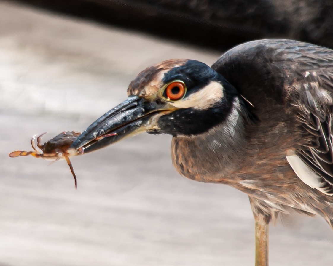 אנפת לילה צהובת-כיפה - ML645399834