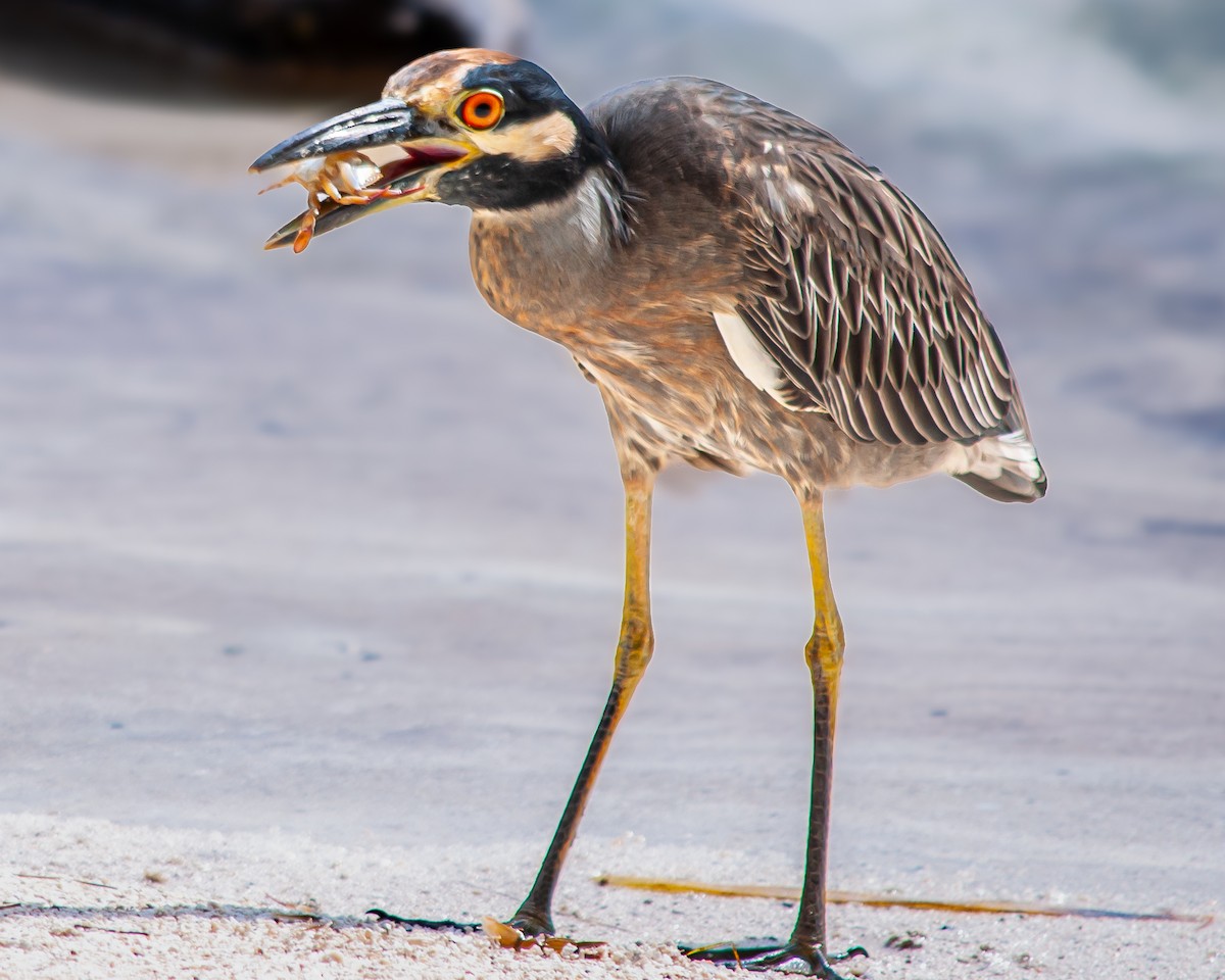 אנפת לילה צהובת-כיפה - ML645399835