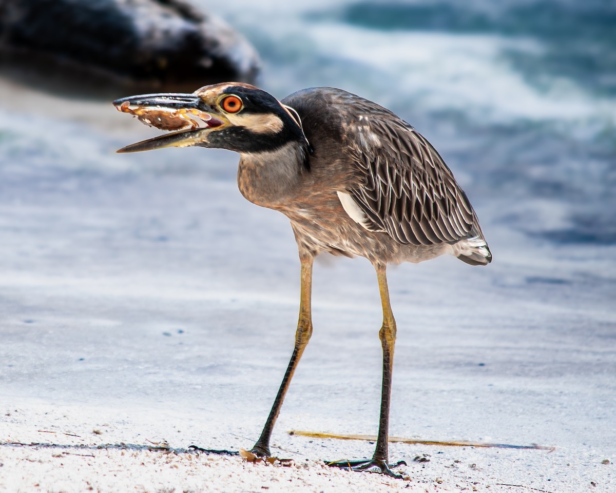 אנפת לילה צהובת-כיפה - ML645399836
