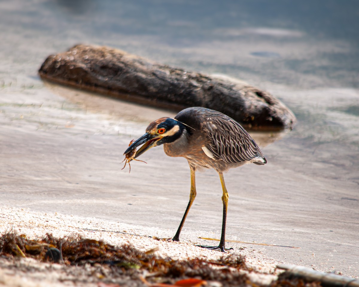אנפת לילה צהובת-כיפה - ML645399837