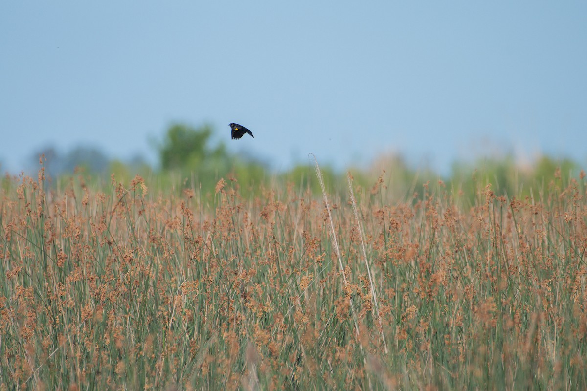 Yellow-winged Blackbird - ML645399838