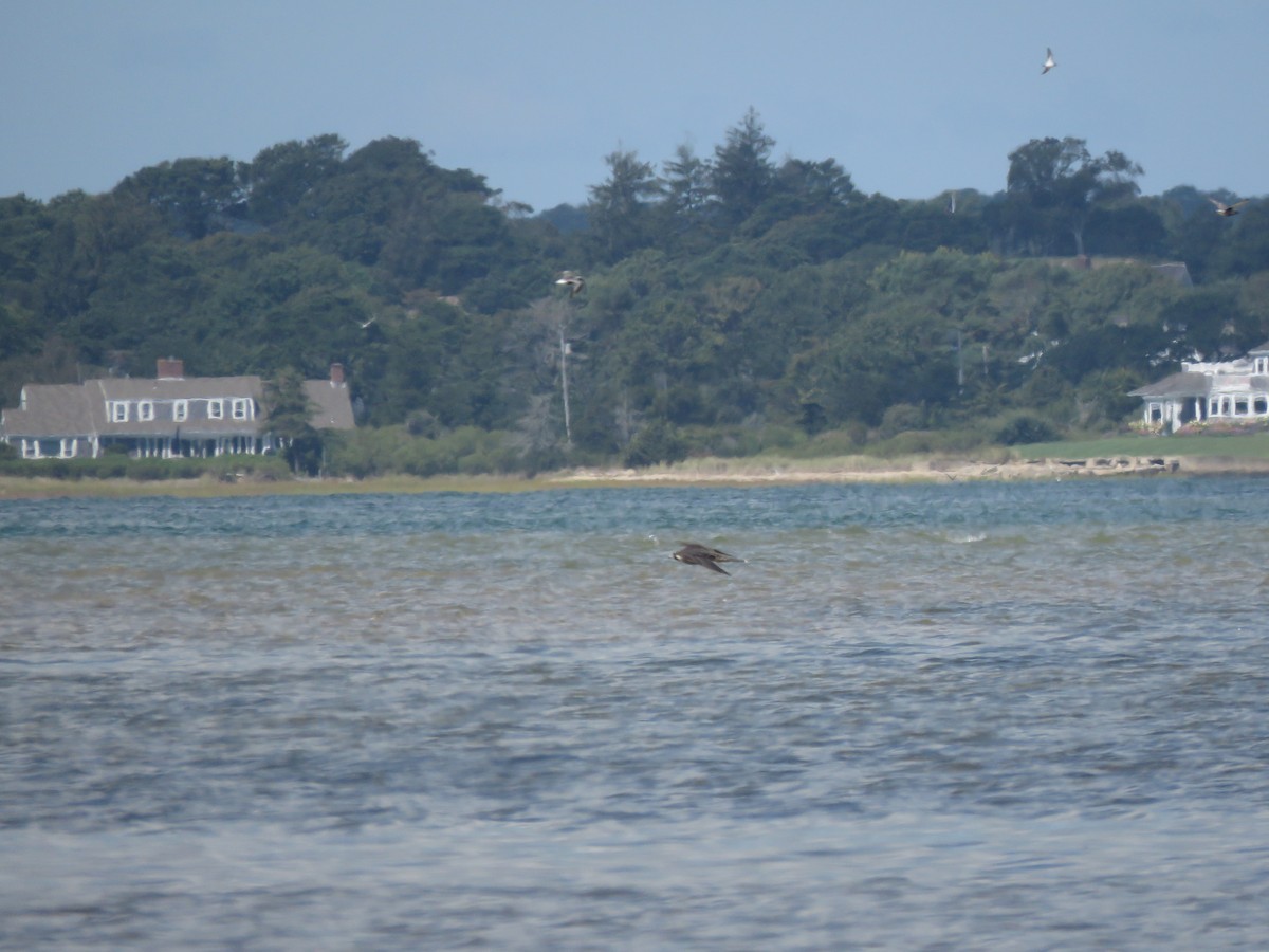 Peregrine Falcon - ML645399839