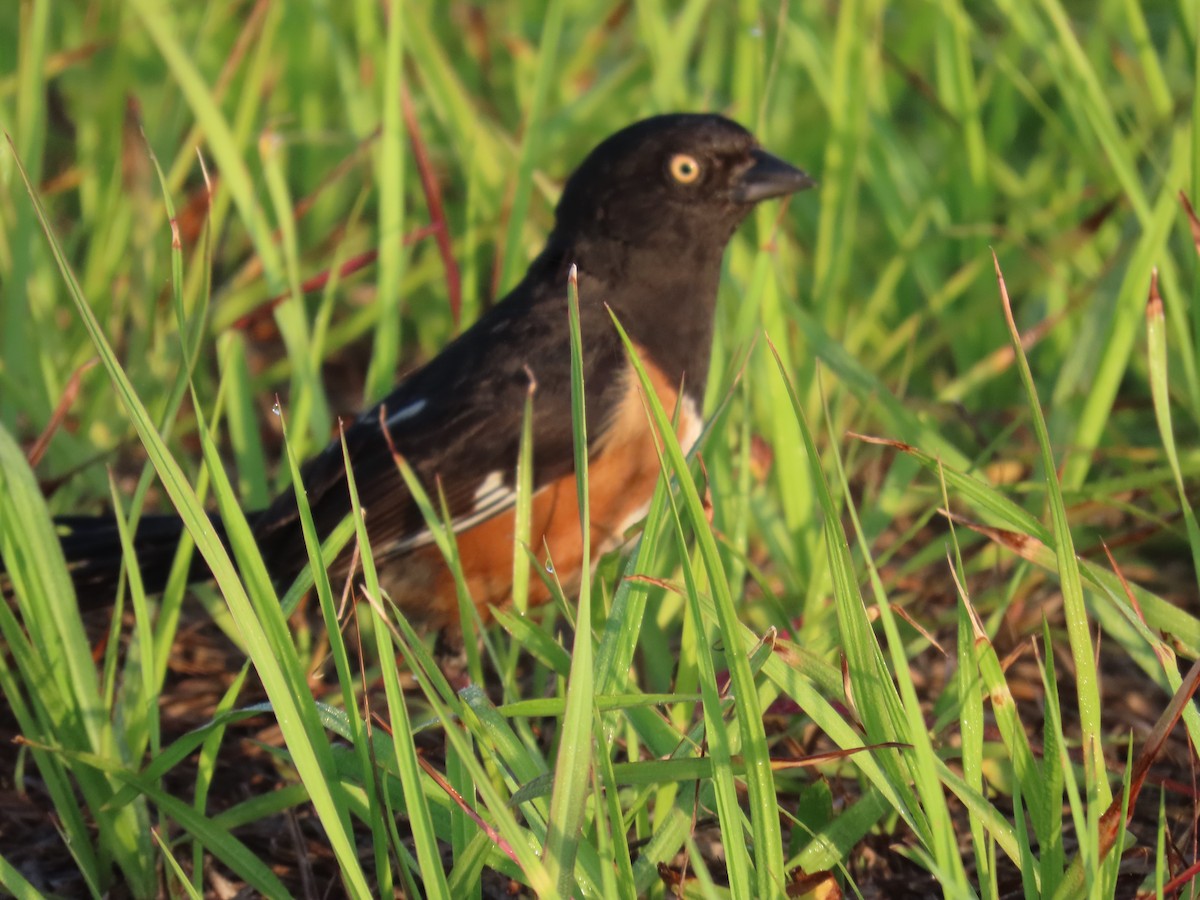 pipilo rudooký - ML645399843