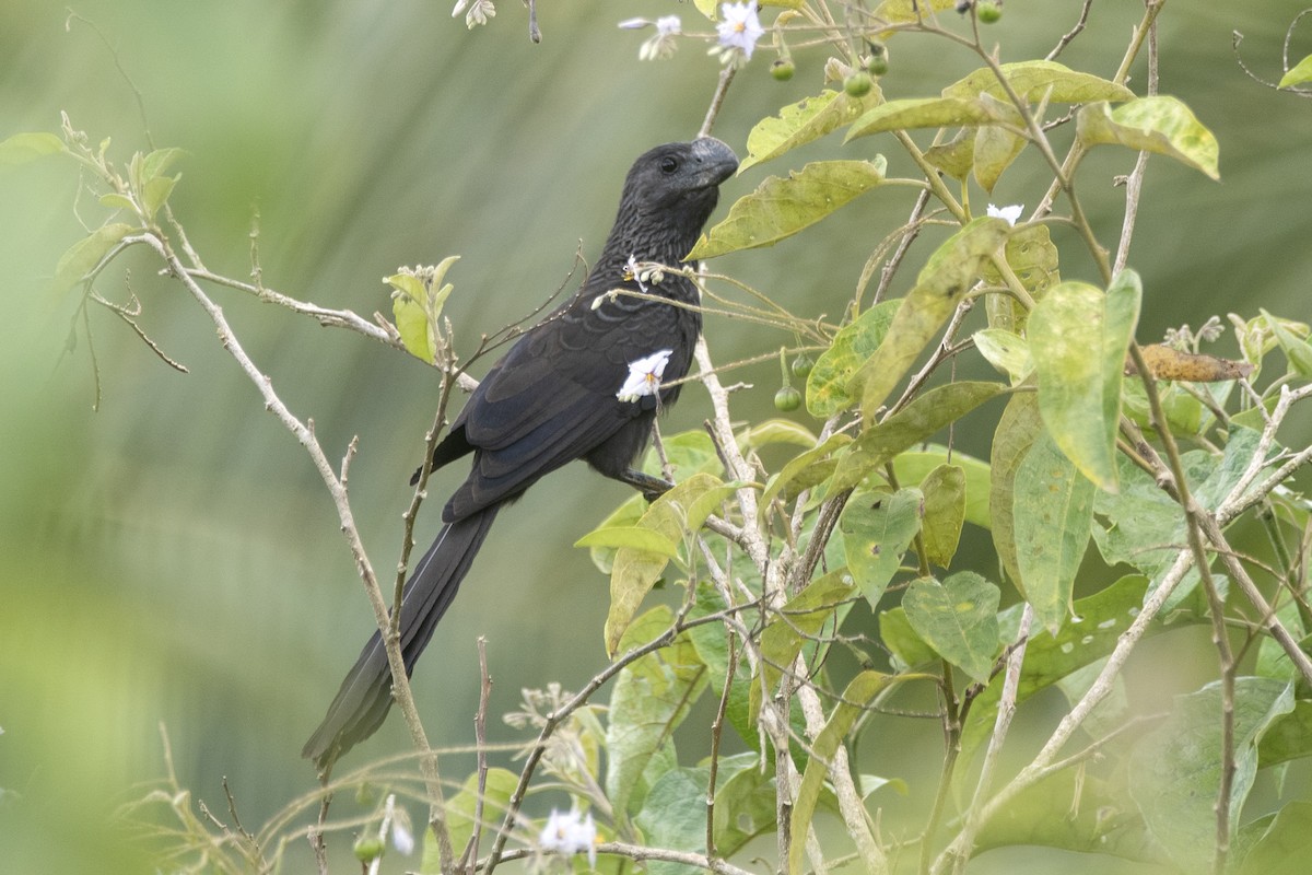 Smooth-billed Ani - ML645399854