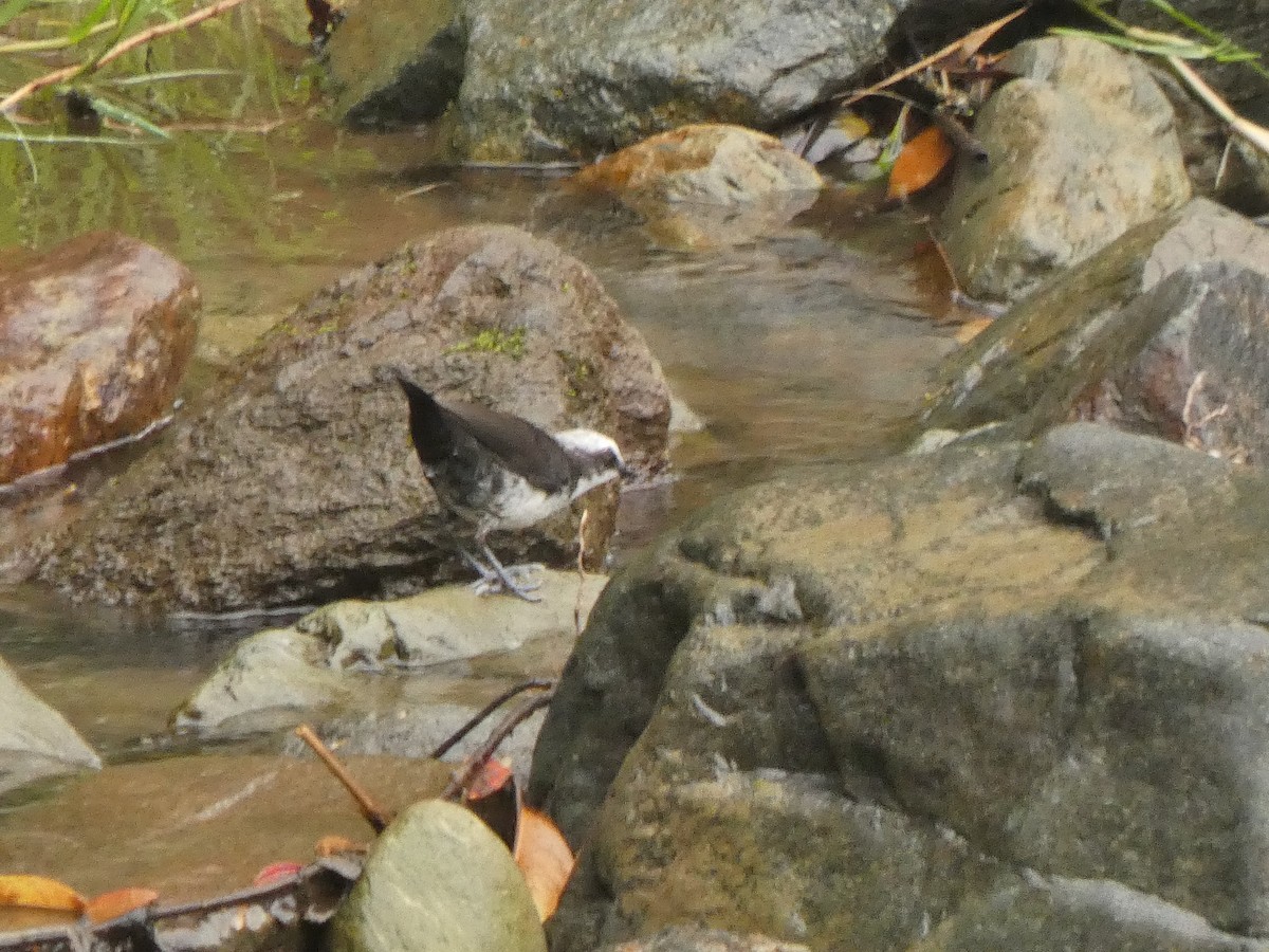 White-capped Dipper - ML645399855