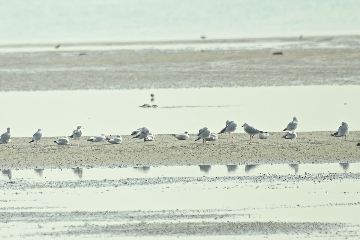 Мартиновий sp. - ML645399858