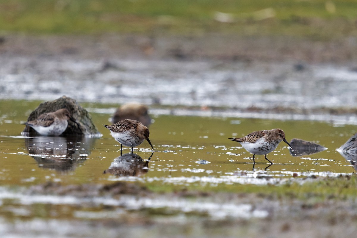 Dunlin - ML645399861