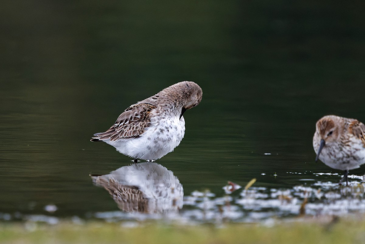 Dunlin - ML645399862