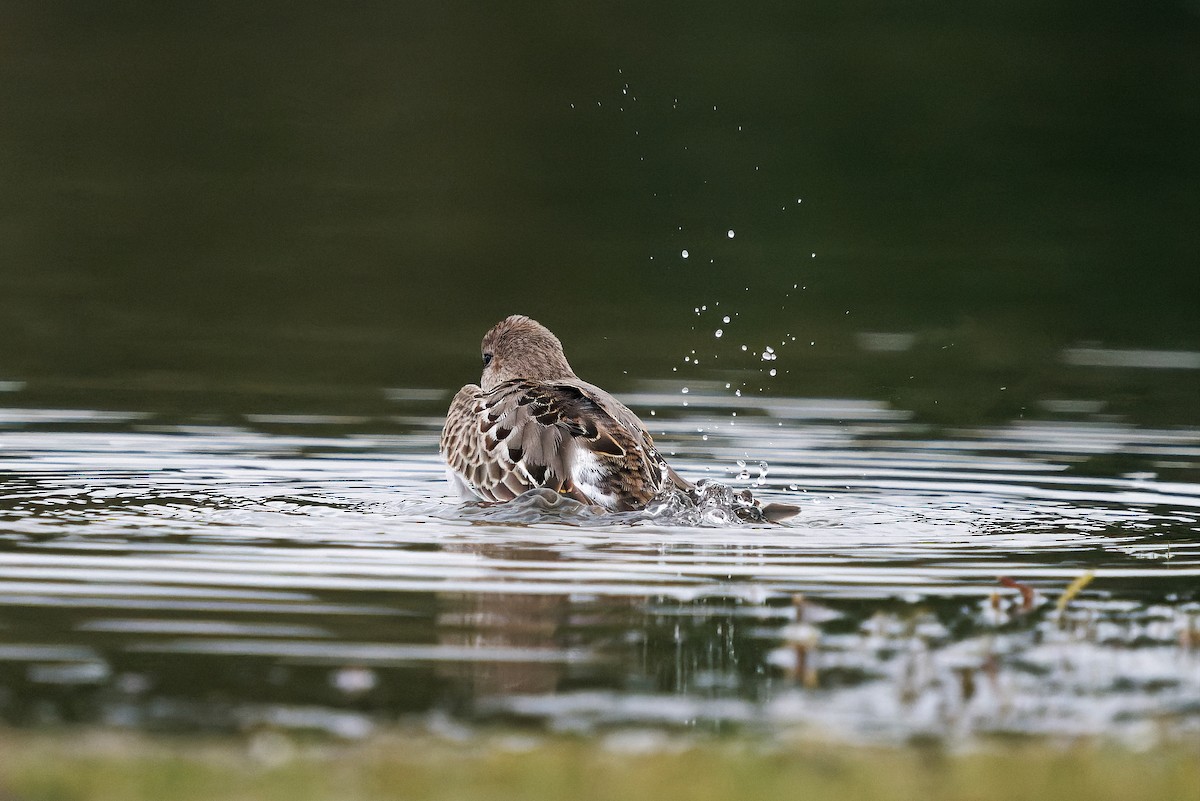 Dunlin - ML645399863