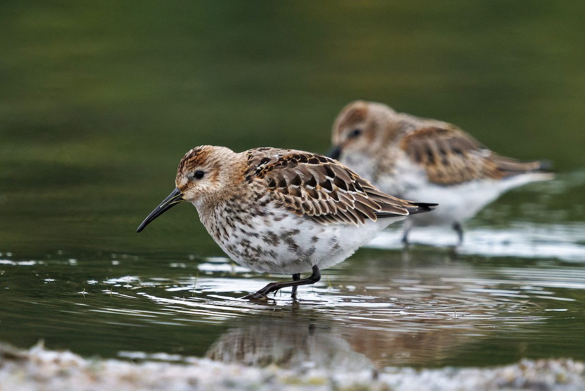 Dunlin - ML645399866