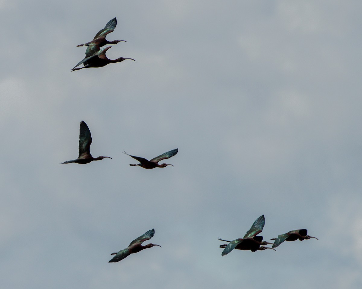 White-faced Ibis - ML645399868