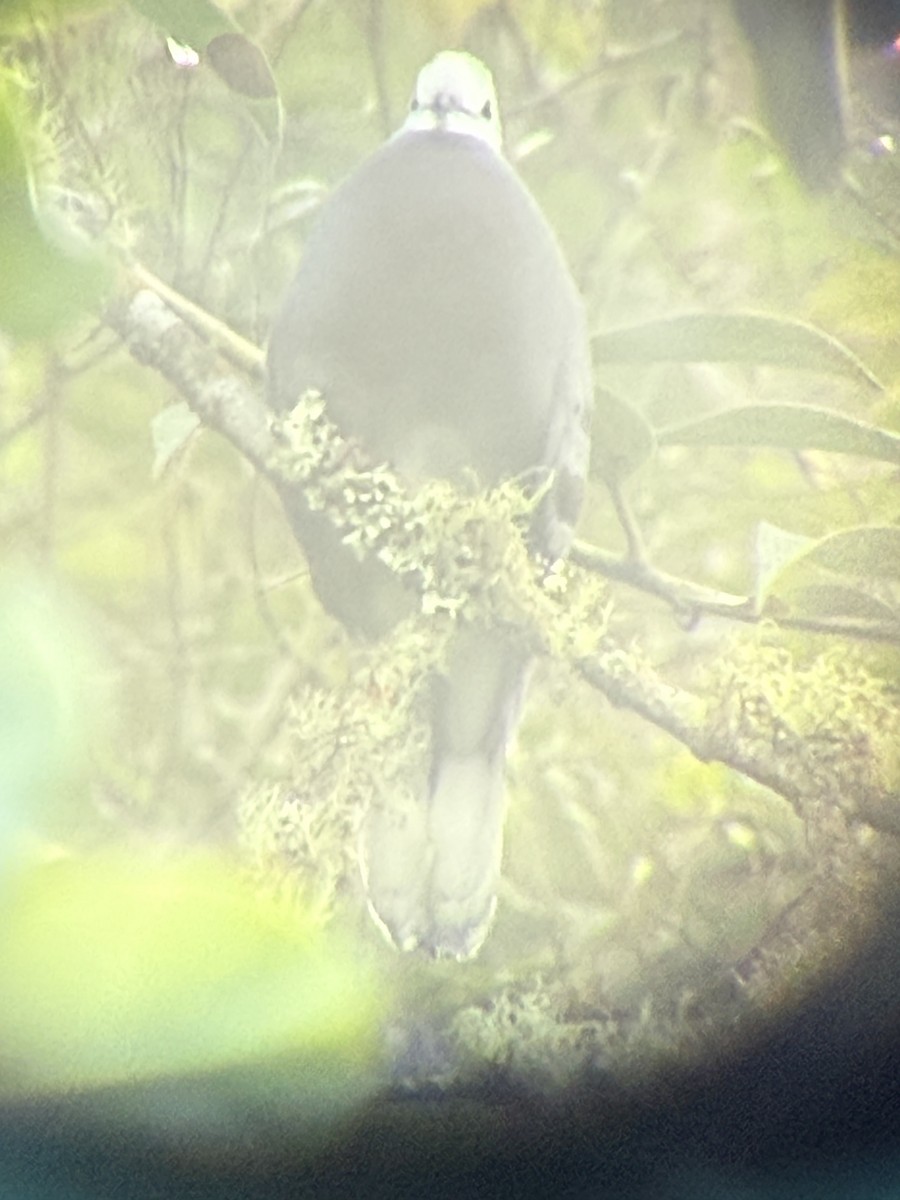 Mondetourtäubchen - ML645399879