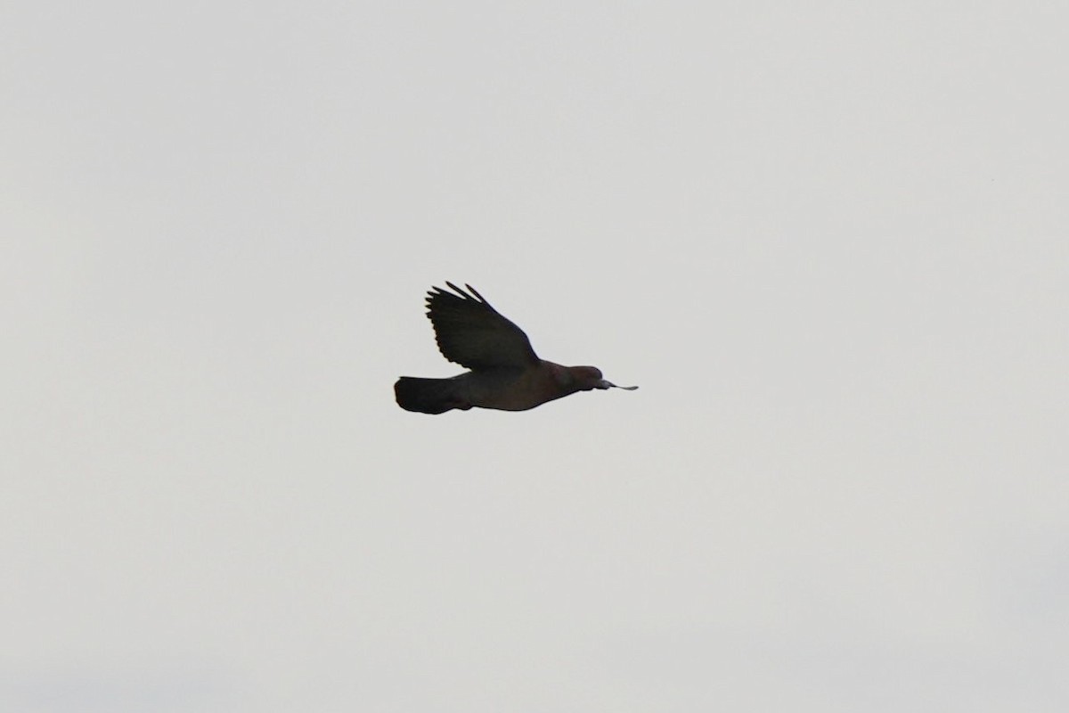 Pikazuro Güvercini - ML645399887