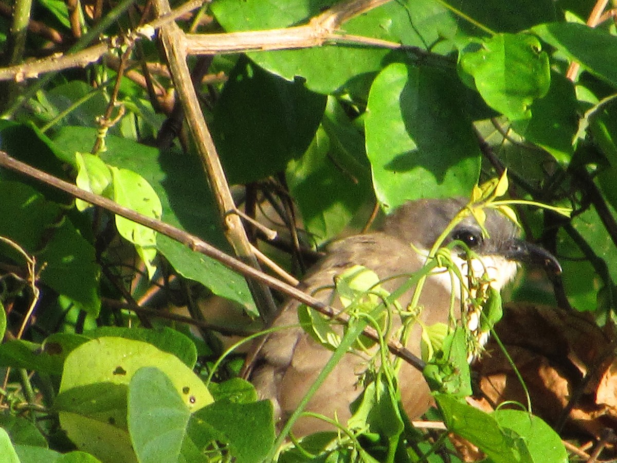 Кукліло бурий - ML645399898