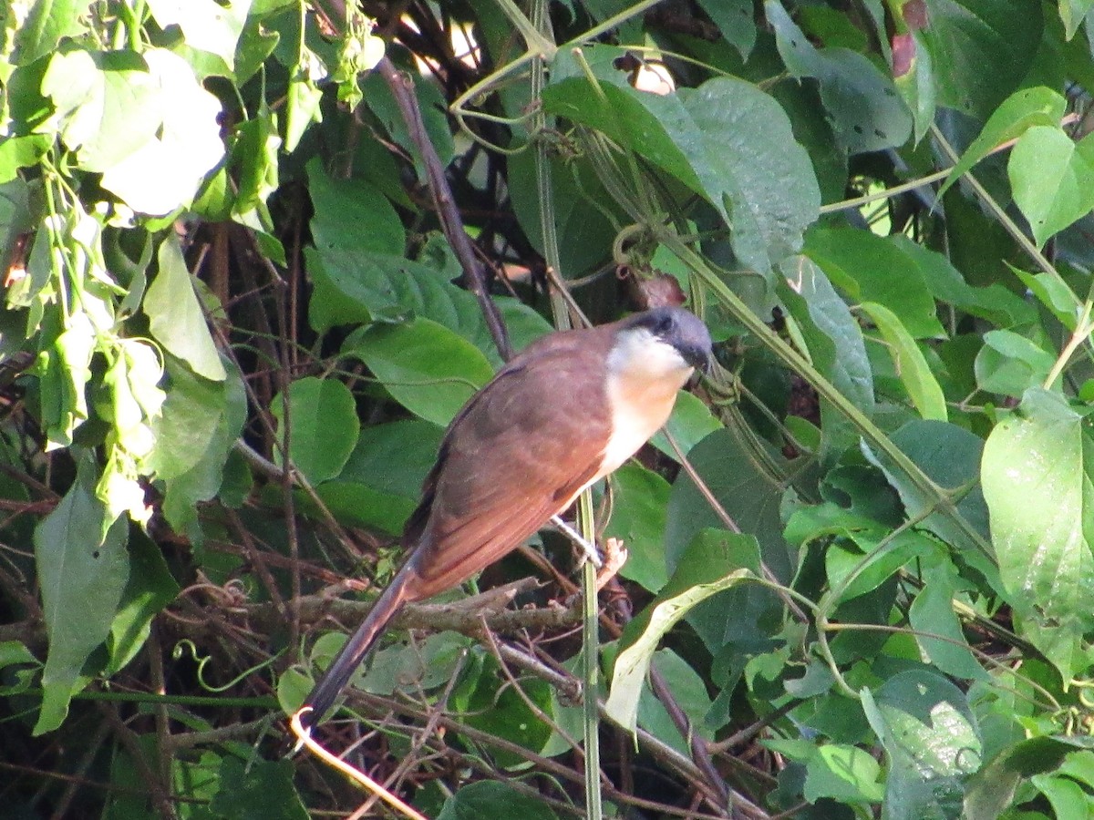 Кукліло бурий - ML645399899