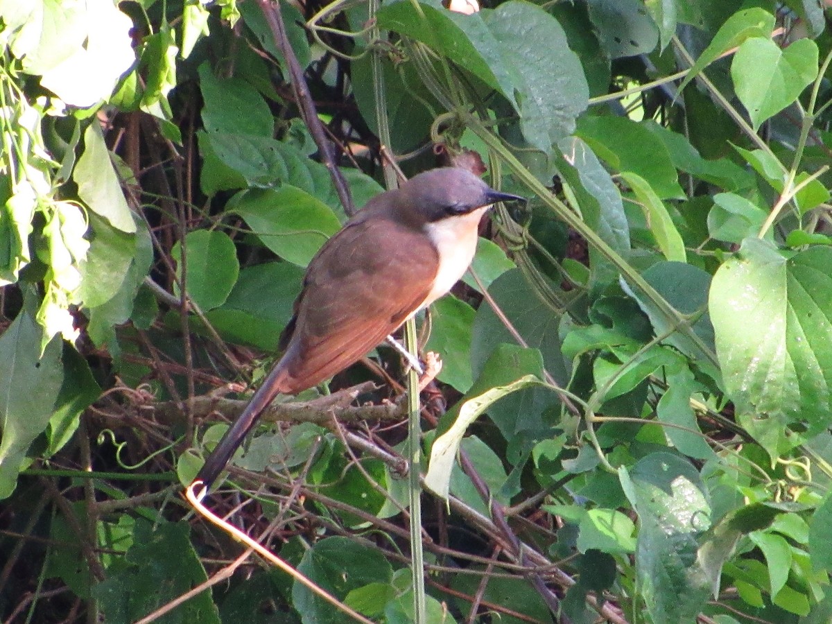 Кукліло бурий - ML645399902