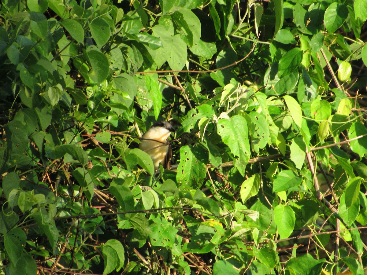 Кукліло бурий - ML645399904