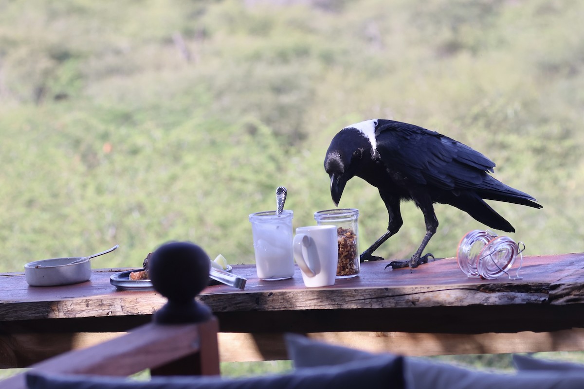 White-necked Raven - ML645399905