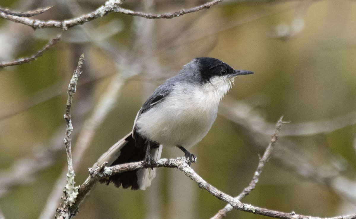Amazonasmückenfänger (atricapilla) - ML645399913
