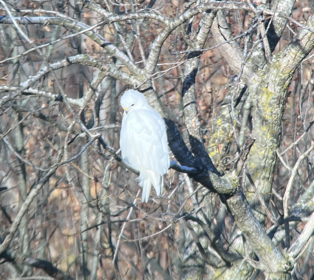 Red-tailed Hawk - ML645399918
