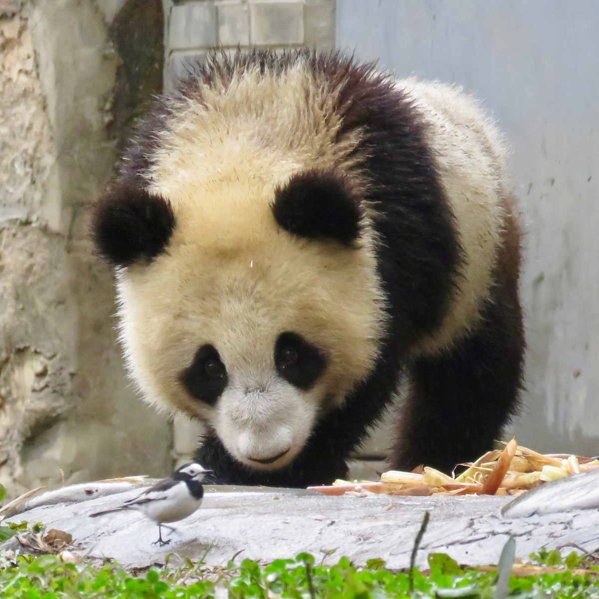 White Wagtail - ML645399919