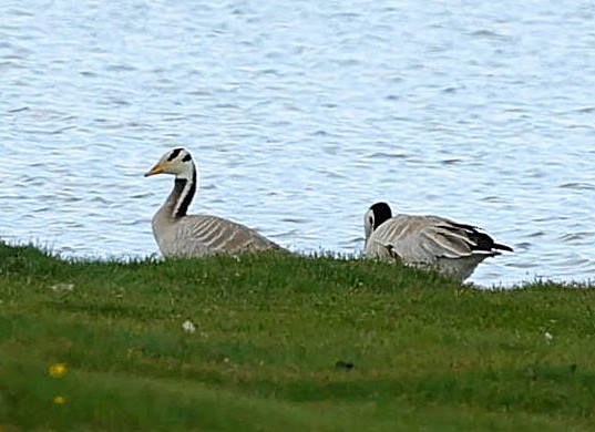 Oie à tête barrée - ML645399921