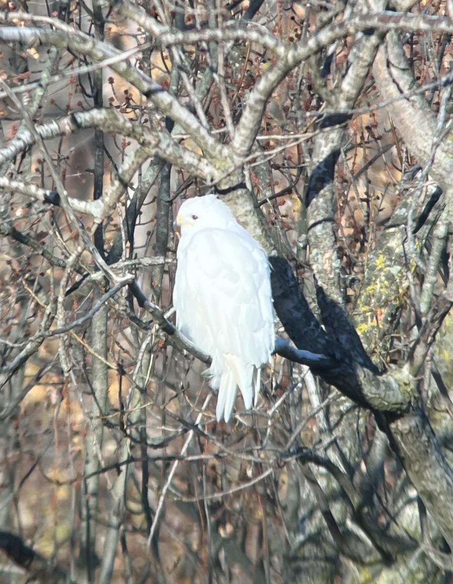 Red-tailed Hawk - ML645399923