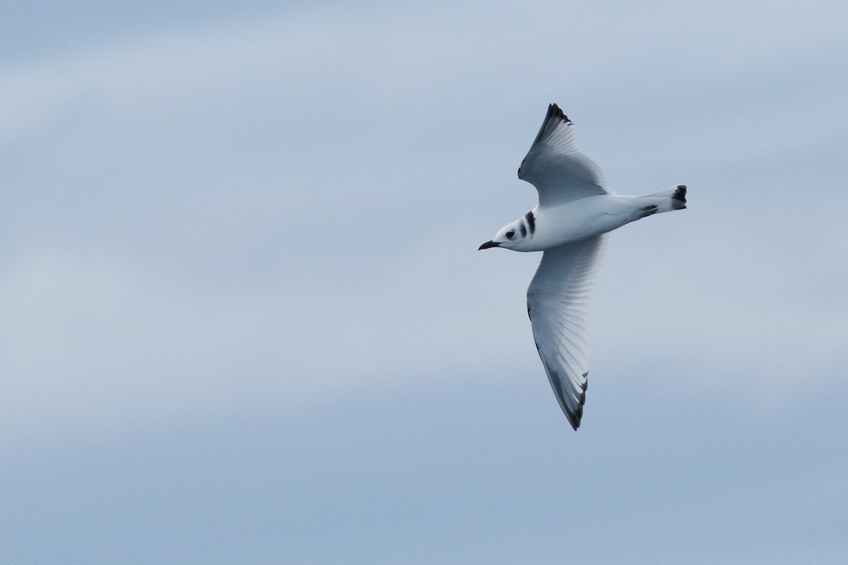 krykkje - ML645399927