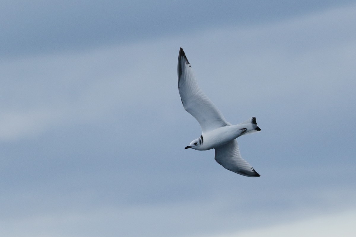 krykkje - ML645399928