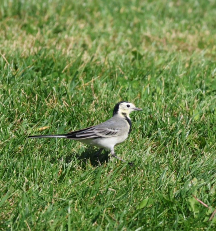 White Wagtail - ML645399939