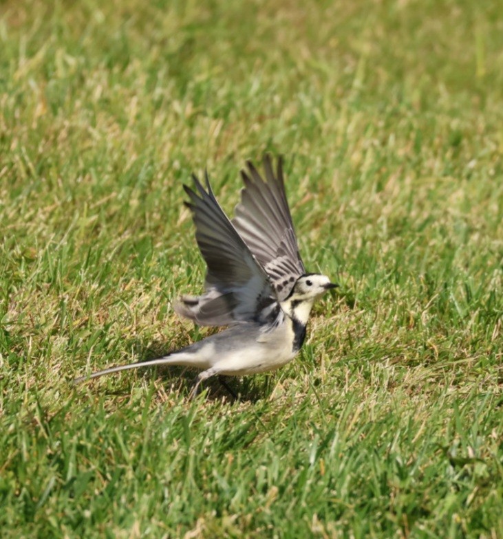 White Wagtail - ML645399942