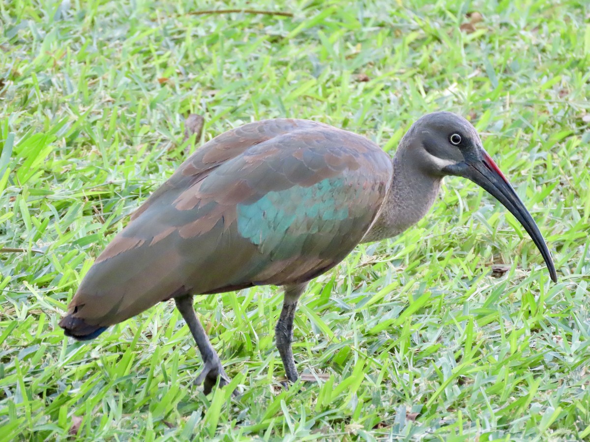 Hadada Ibis - ML645399943