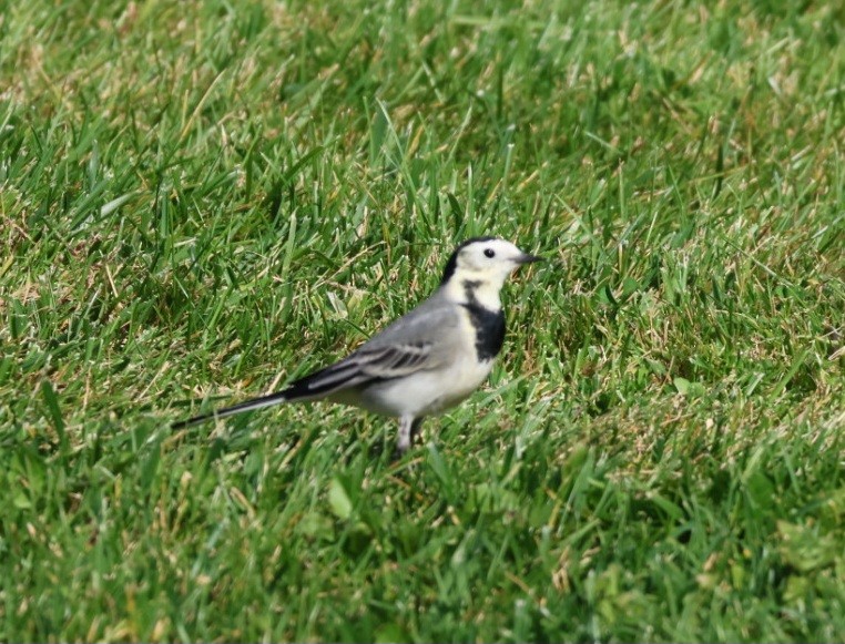 White Wagtail - ML645399952
