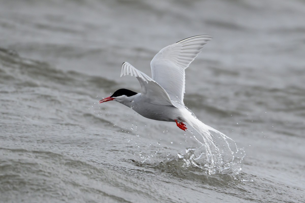 Sterne couronnée (groupe vittata) - ML645399969