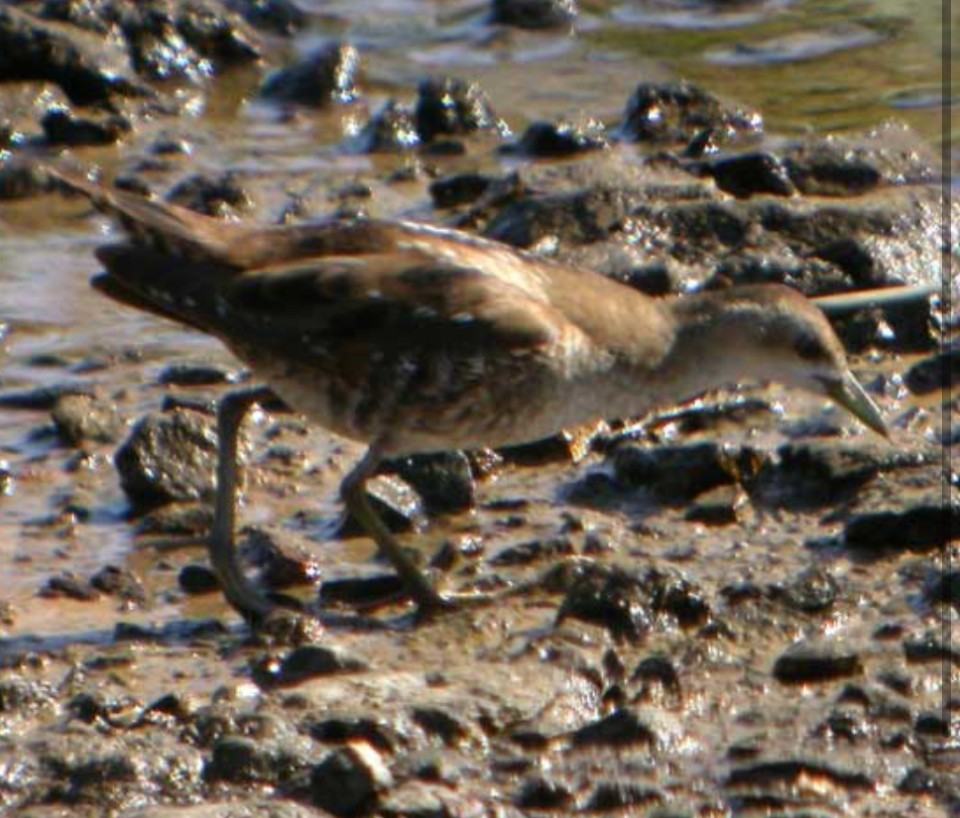 Little Crake - ML645399971