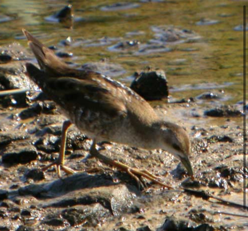 Little Crake - ML645399972