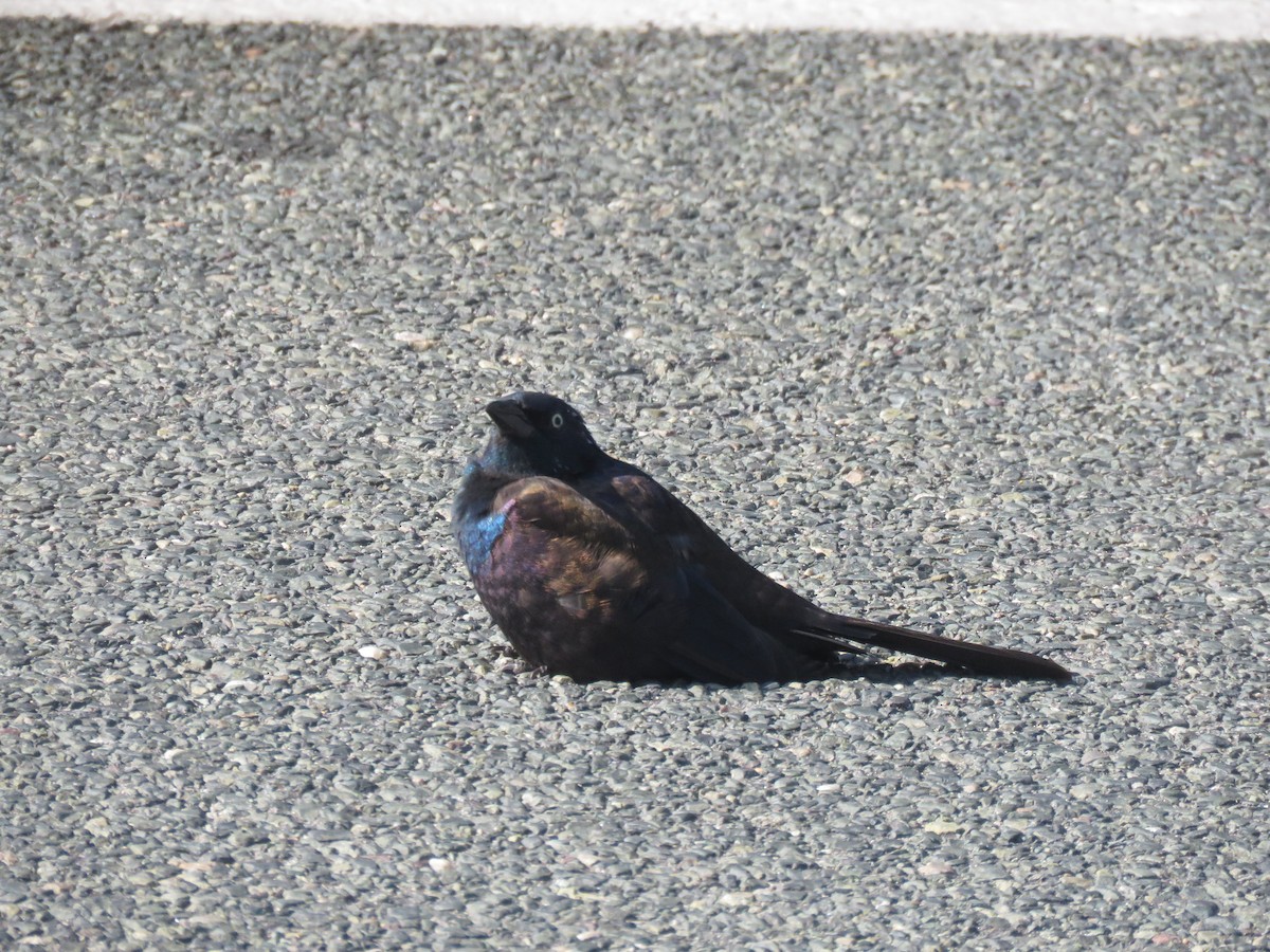 Common Grackle - ML645399973