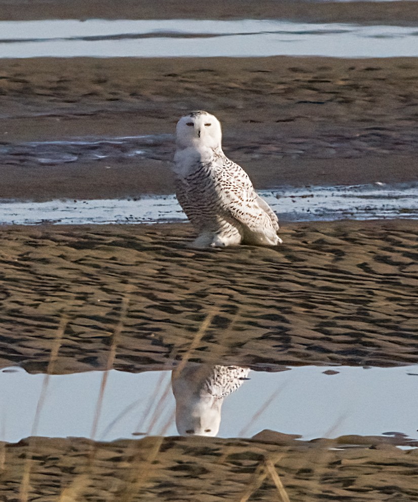 snøugle - ML645399984