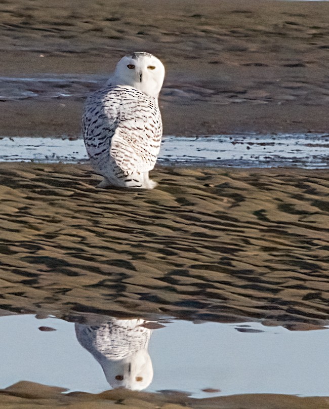 snøugle - ML645399989