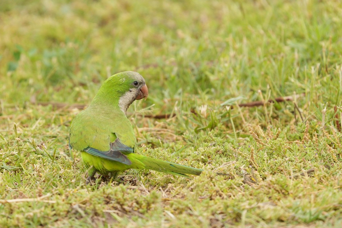 Mönchssittich - ML645400008