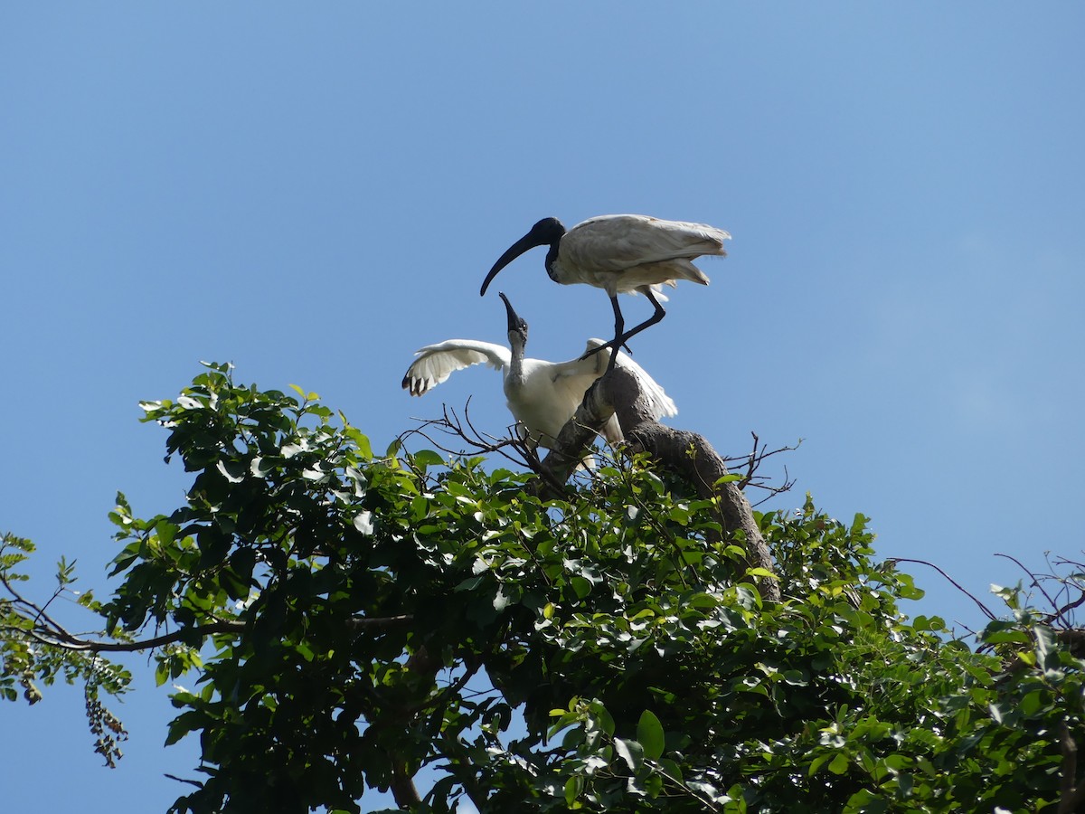 クロトキ - ML645400009