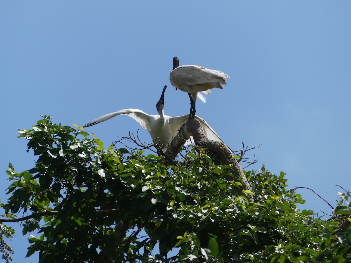 クロトキ - ML645400010