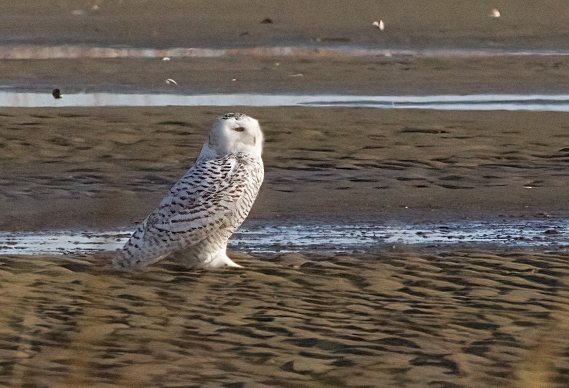 snøugle - ML645400011