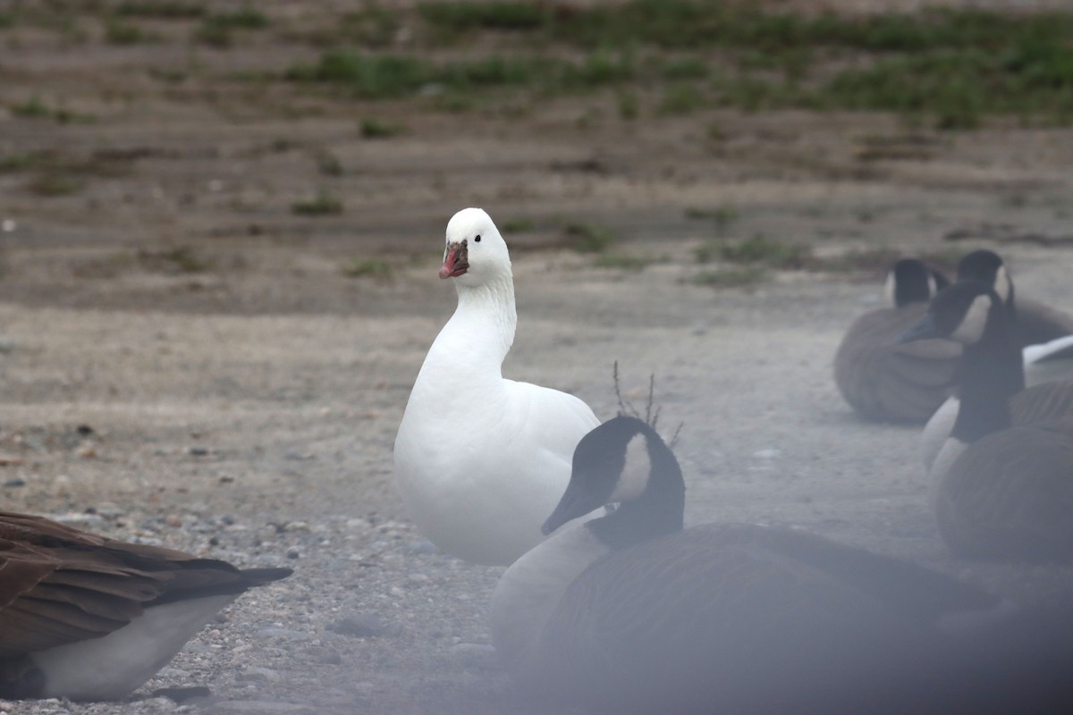 Snow Goose - ML645400032