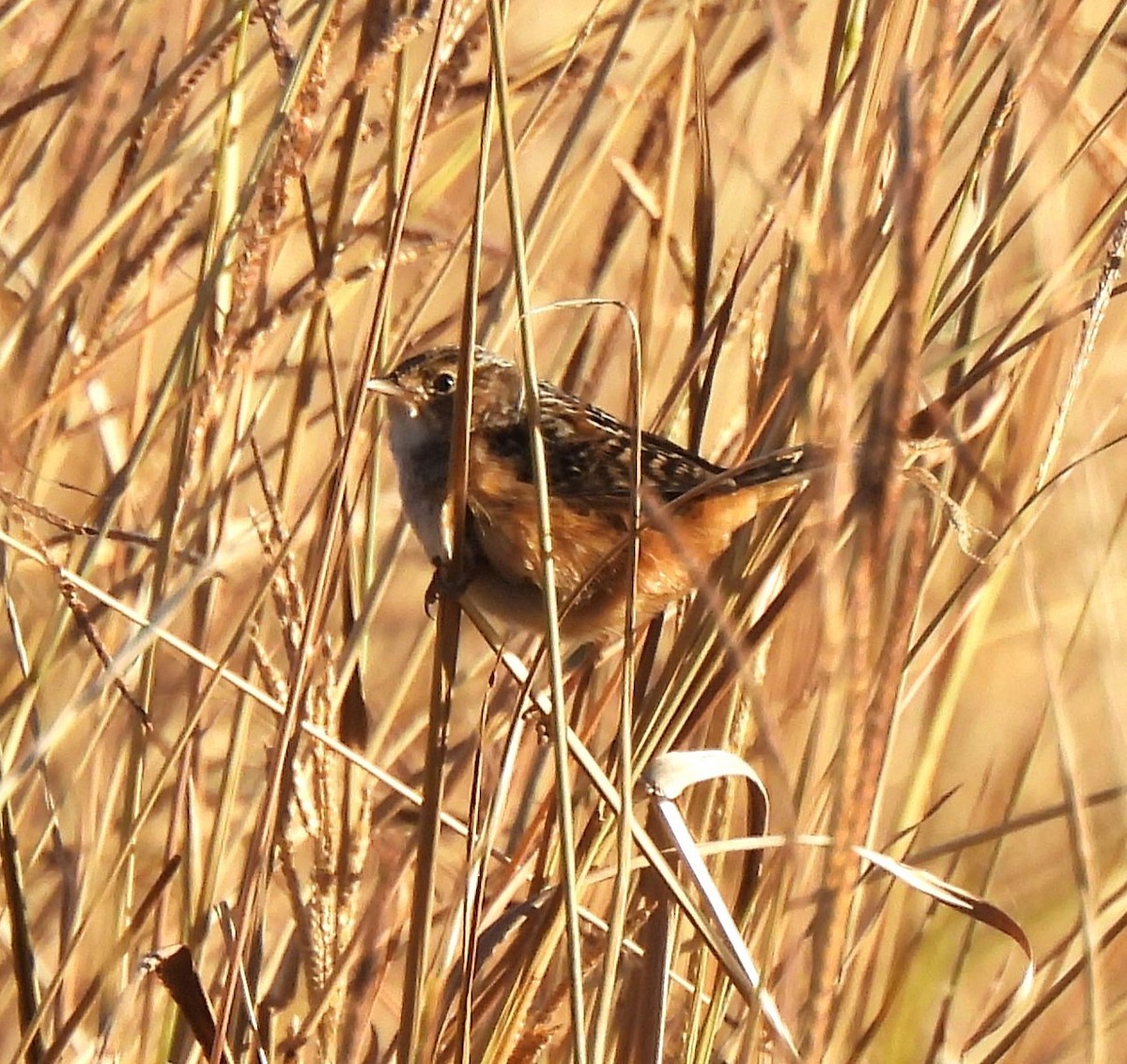 Sedge Wren - ML645400034