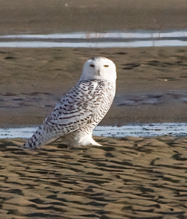 snøugle - ML645400041