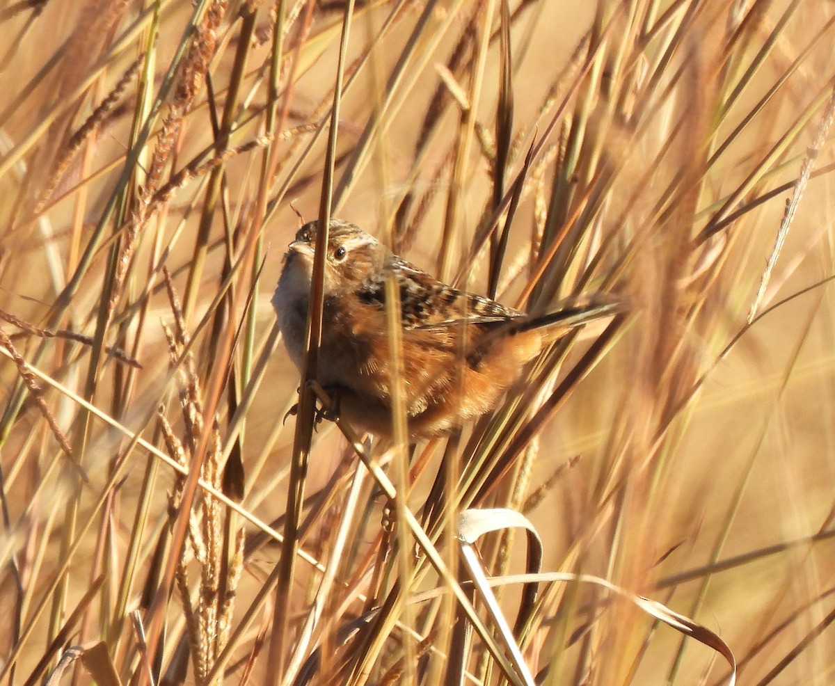 Sedge Wren - ML645400043