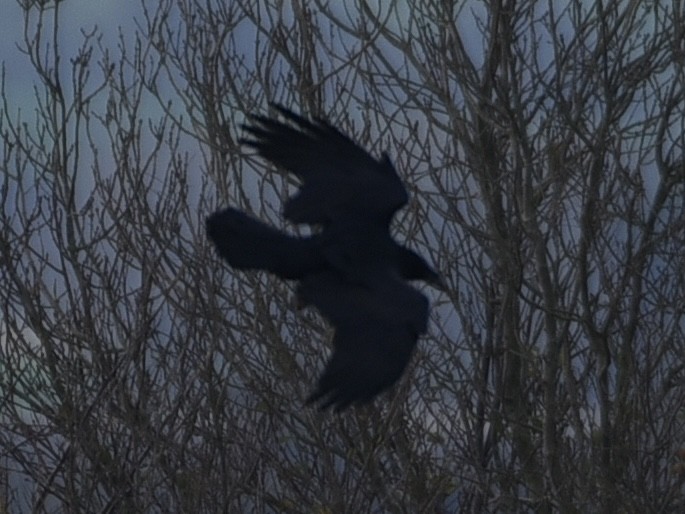 Common Raven - ML645400047