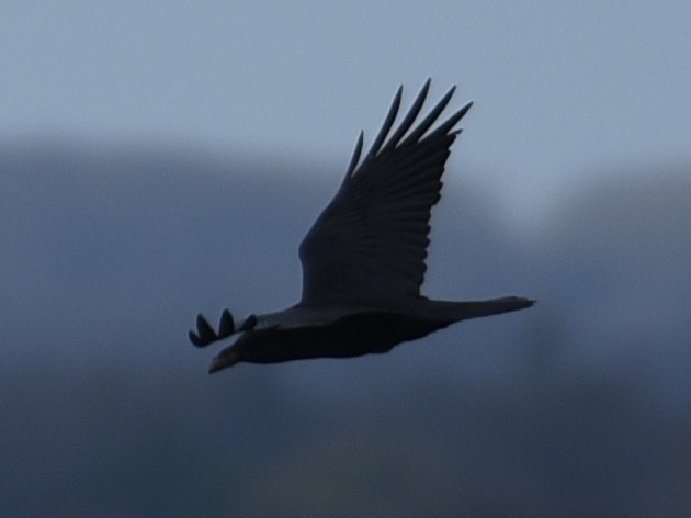 Common Raven - ML645400048